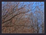 Corylus avellana. Ветви с соцветиями. Чувашия, окр. г. Шумерля, пойма р. Сура ниже устья Чёрной речки. 12 апреля 2009 г.
