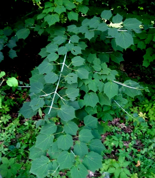 Image of Acer tegmentosum specimen.