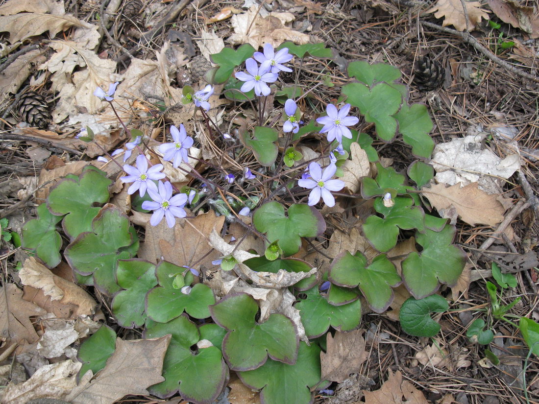 Изображение особи Hepatica nobilis.