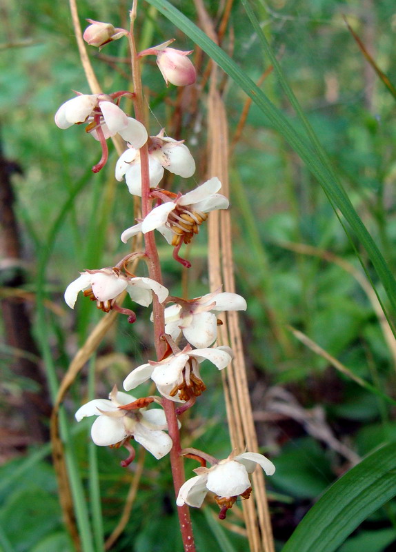 Image of Pyrola rotundifolia specimen.