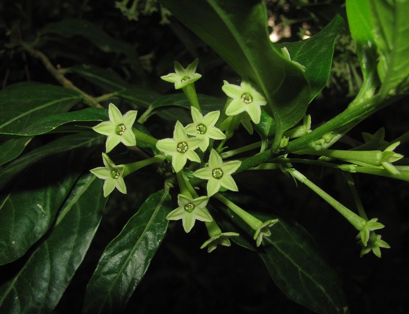 Image of Cestrum nocturnum specimen.