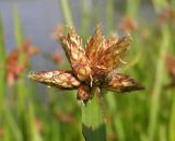 Schoenoplectus triqueter