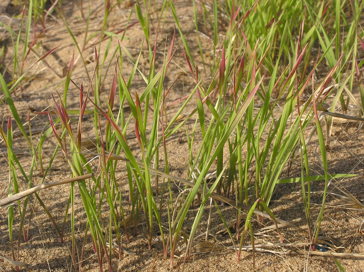 Image of Secale sylvestre specimen.