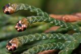 Thuja occidentalis