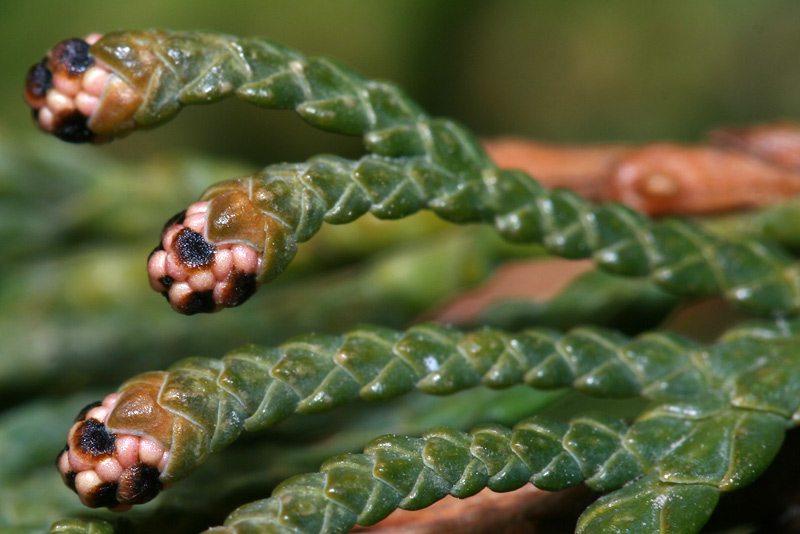 Image of Thuja occidentalis specimen.