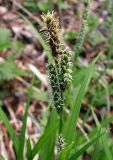 genus Carex. Верхушка цветущего растения. Хабаровский край, Ванинский р-н, окр. пос. Высокогорный. 22.05.2012.