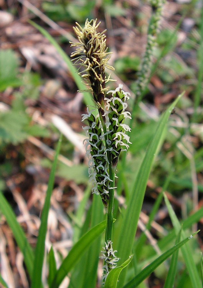 Image of genus Carex specimen.