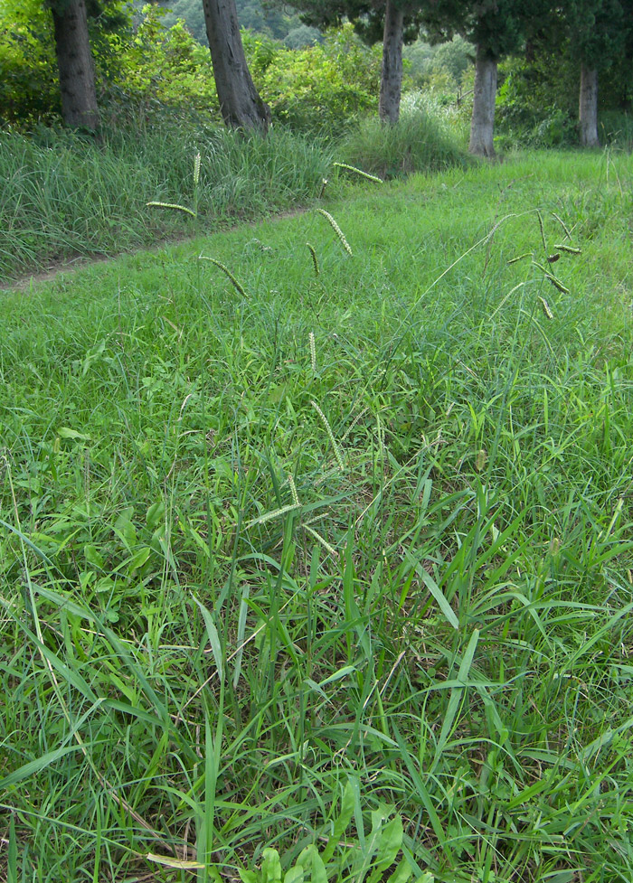 Image of Paspalum dilatatum specimen.