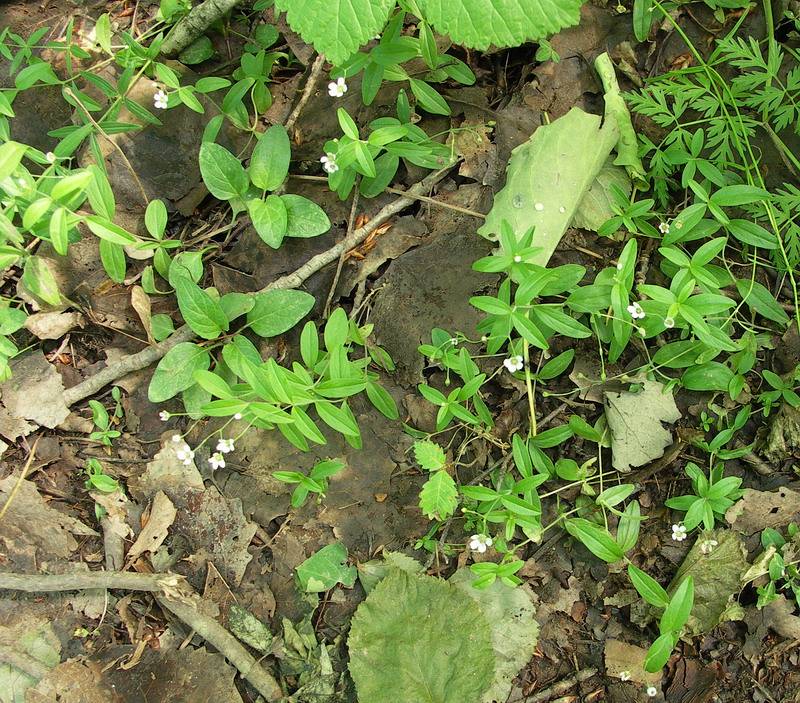 Image of Moehringia lateriflora specimen.