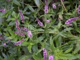 Mentha spicata. Верхушки ветущих растений. Курская обл., г. Железногорск, ур. Устье-Воронка, берег вдхр. на р. Погарщина. 29 июля 2007 г.