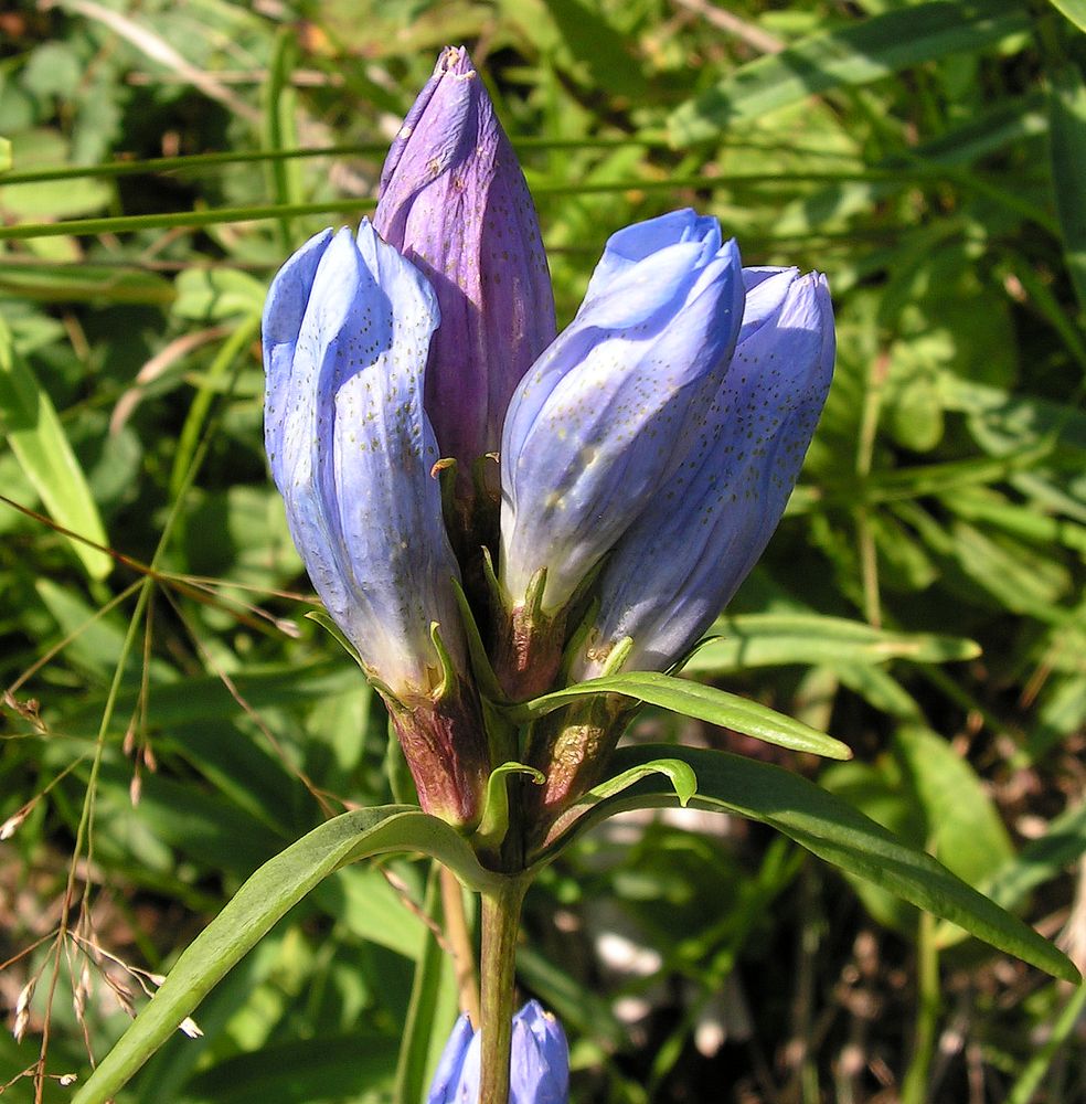 Изображение особи Gentiana triflora.