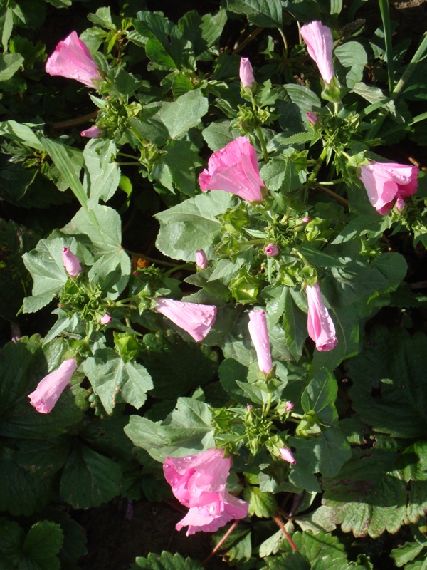 Image of Malva trimestris specimen.