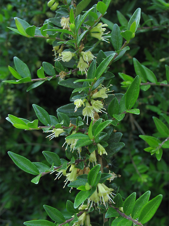 Image of Lonicera ligustrina var. pileata specimen.