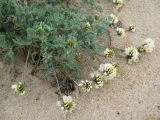 Astragalus olchonensis