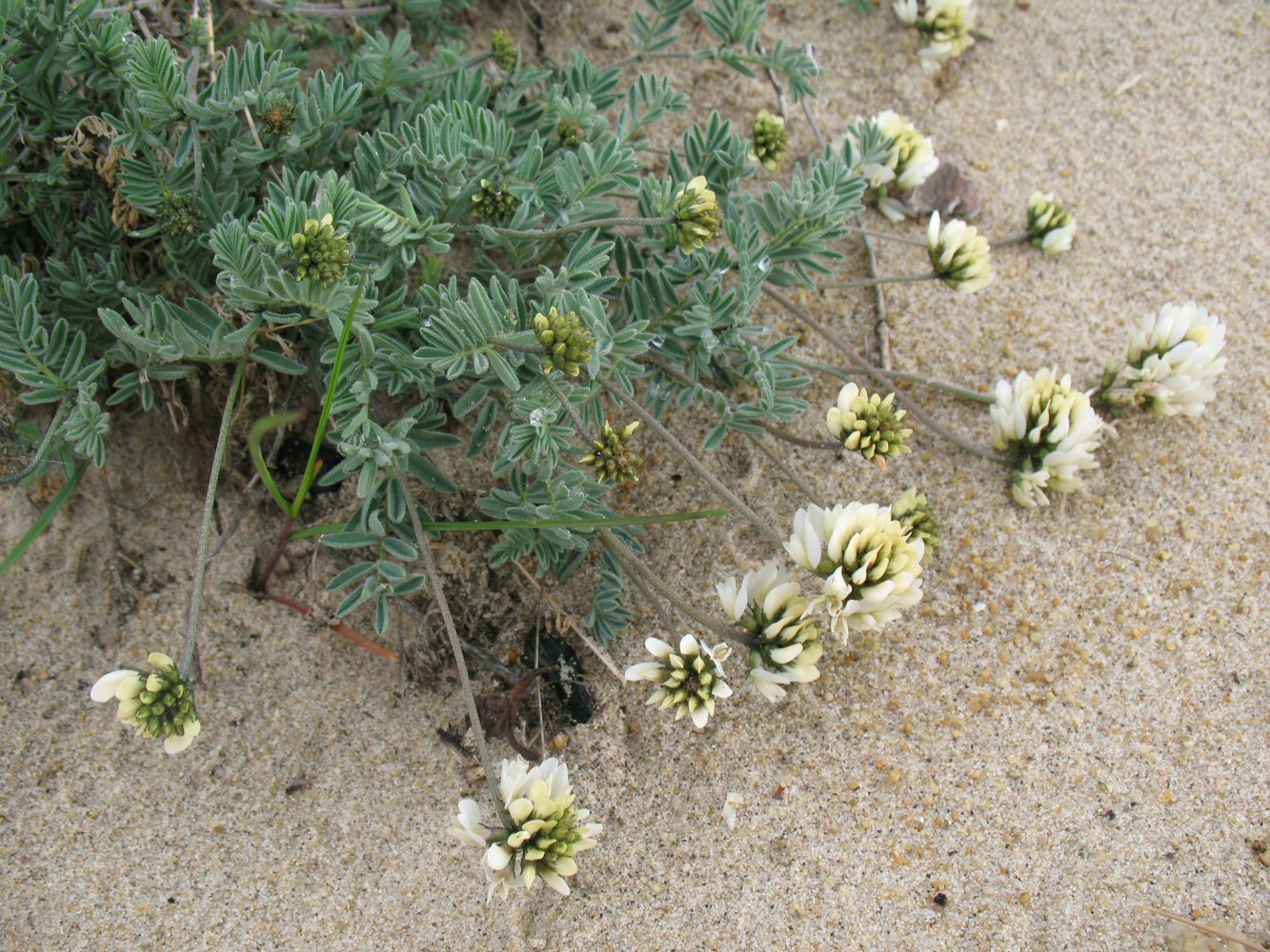 Изображение особи Astragalus olchonensis.