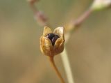 Gypsophila perfoliata. Вскрывшаяся коробочка. Украина, Запорожская обл., Запорожский р-н, в балке возле Кушугумского кладбища. 23.08.2012.