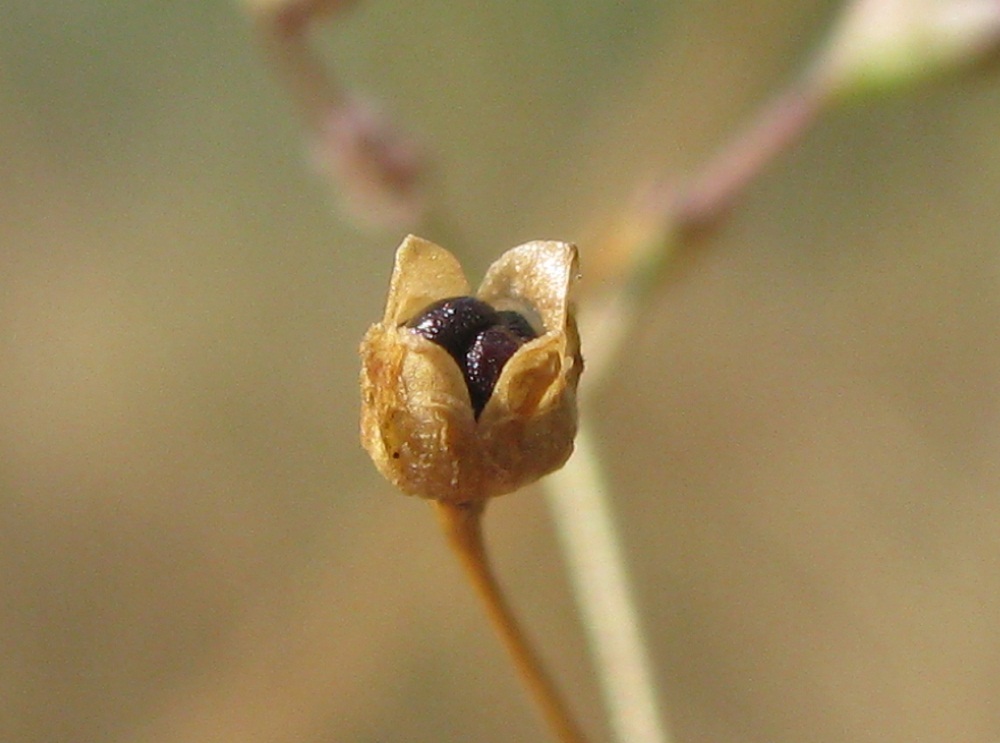 Image of Gypsophila perfoliata specimen.