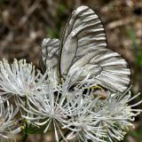 Thalictrum contortum. Часть соцветия с кормящимися бабочками. Приморский край, Уссурийский р-н, окр. с. Монакино. 17.06.2012.