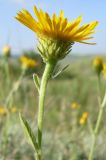 Inula oculus-christi. Верхушка побега с соцветием. Ростовская обл., Персиановская степь, Аютинские склоны. 13.06.2012.