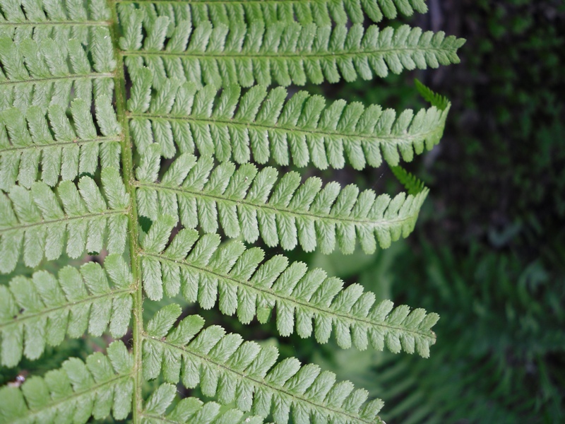 Image of Dryopteris filix-mas specimen.