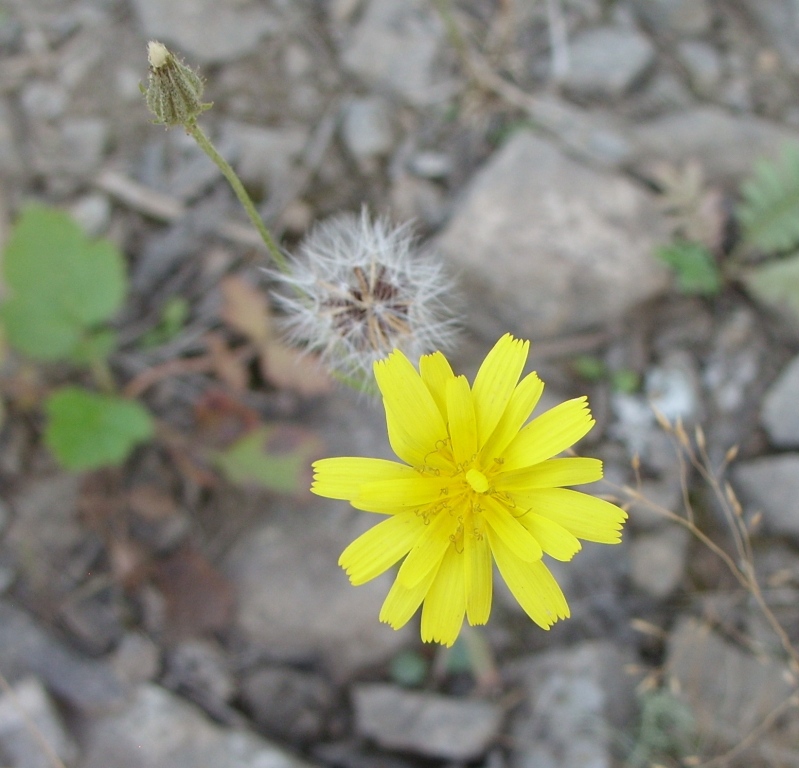 Изображение особи род Crepis.