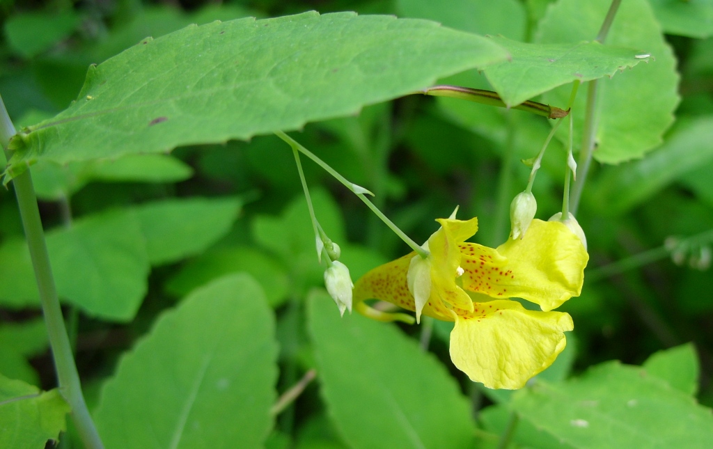 Image of Impatiens noli-tangere specimen.