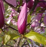 Magnolia stellata