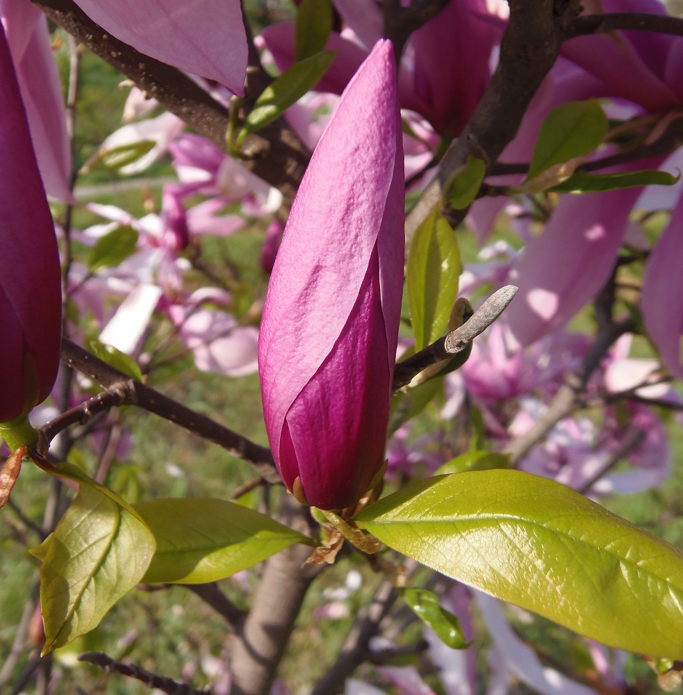 Image of Magnolia stellata specimen.