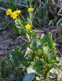 Caltha palustris