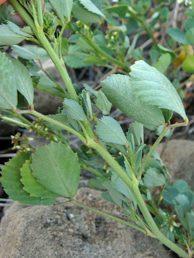 Изображение особи Melilotus tauricus.