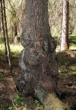 Picea obovata. Нижняя часть больного ствола. Архангельская обл., Холмогорский р-н, окр. пос. Мал. Товра, лес. 19.05.2013.