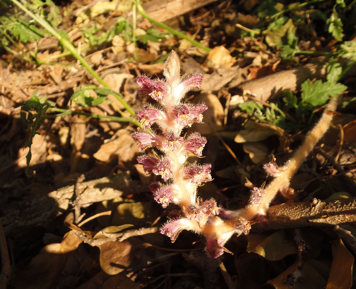 Изображение особи Orobanche pubescens.