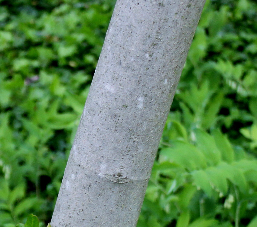 Image of Ficus carica specimen.