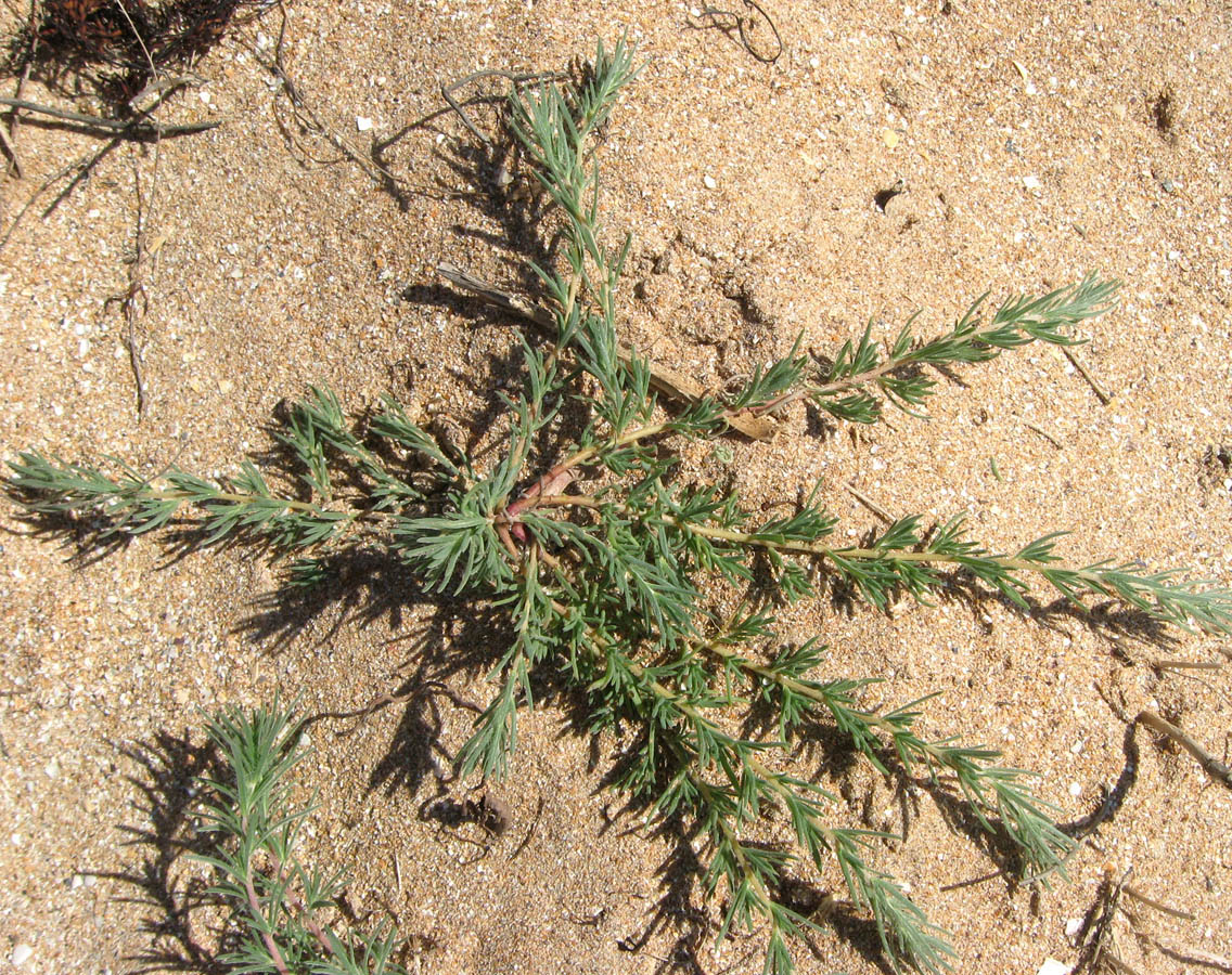 Image of Bassia laniflora specimen.