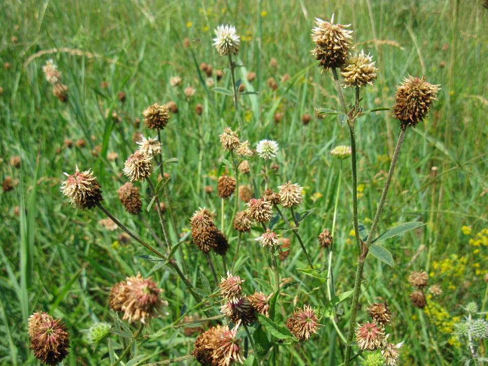 Image of Trifolium montanum specimen.