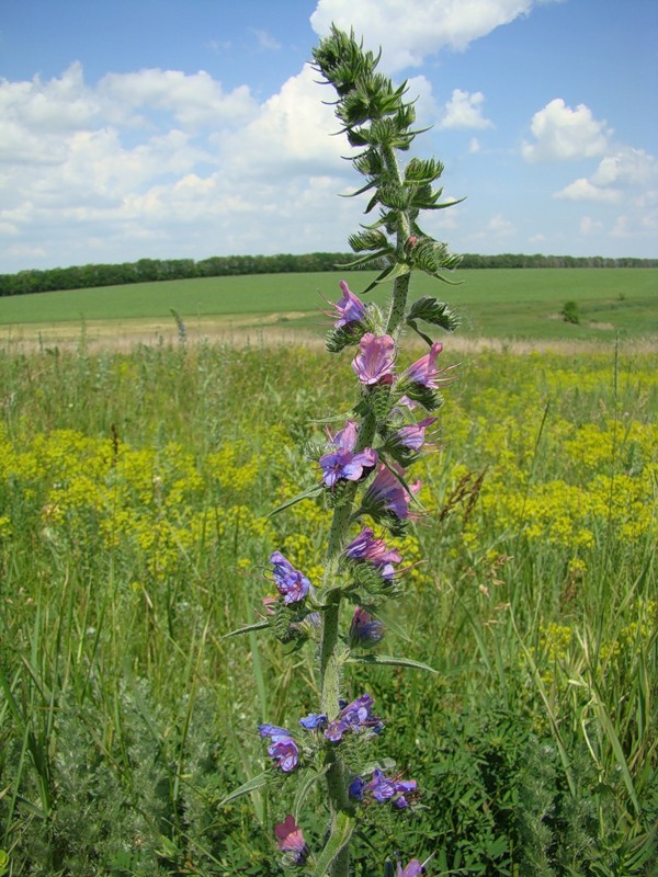 Изображение особи Echium vulgare.