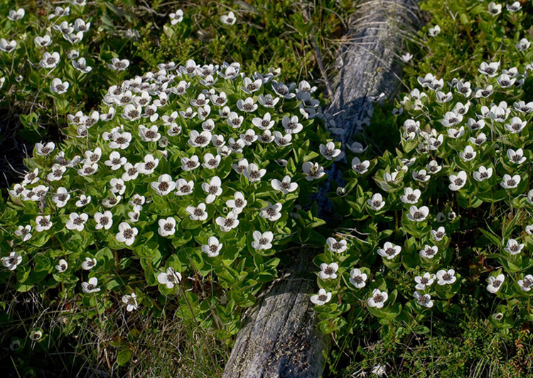 Изображение особи Chamaepericlymenum suecicum.