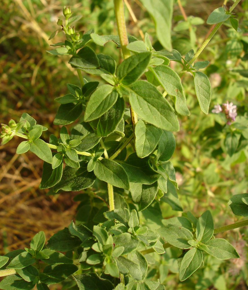 Изображение особи Origanum vulgare.