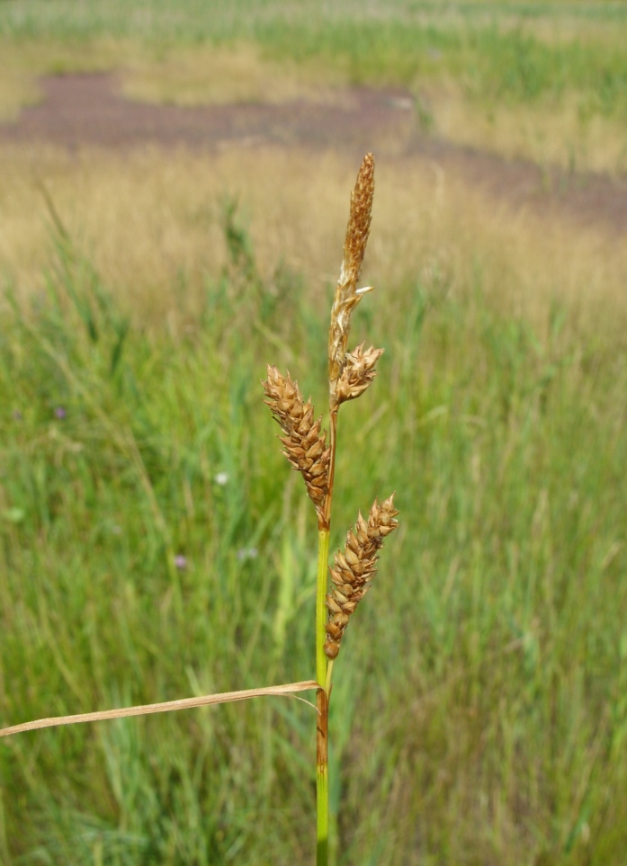 Изображение особи Carex diluta.