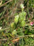 Image of taxon representative. Author is Татьяна Винокурова