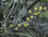 Artemisia dracunculus