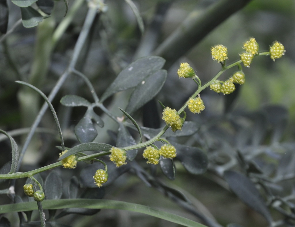 Изображение особи Artemisia dracunculus.