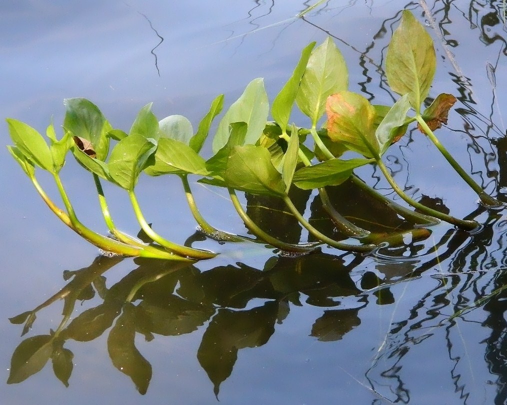 Image of Menyanthes trifoliata specimen.