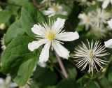 Clematis potaninii