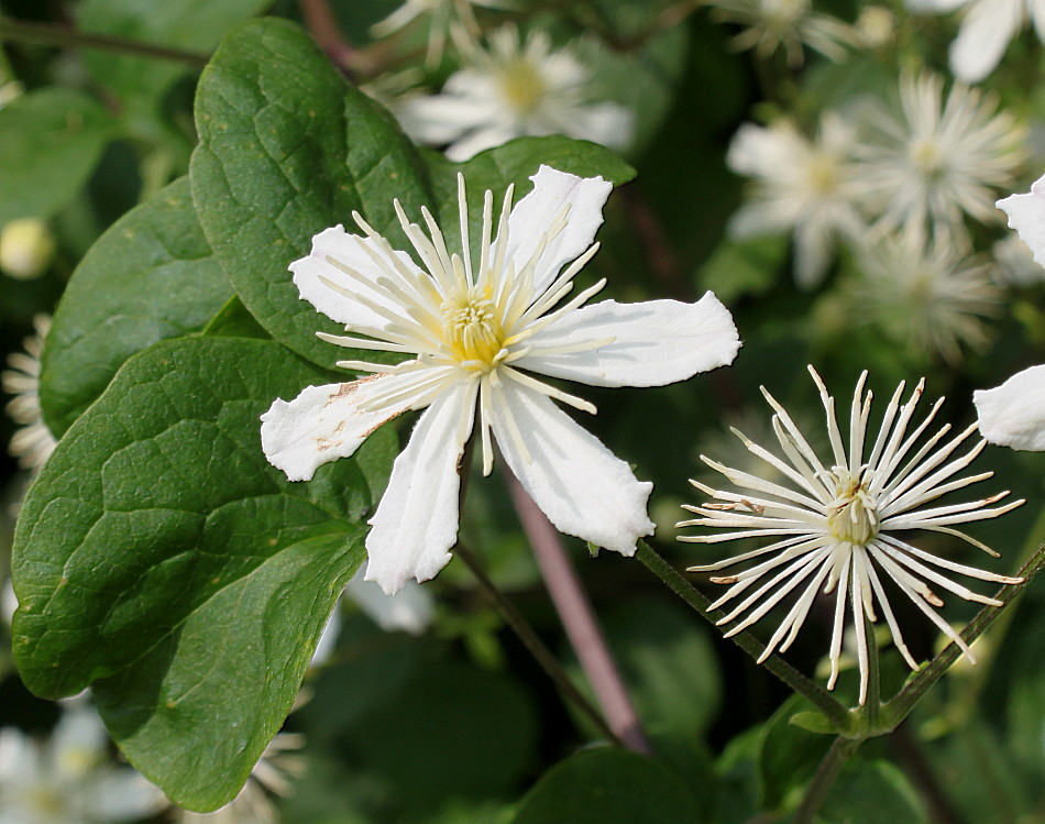 Изображение особи Clematis potaninii.