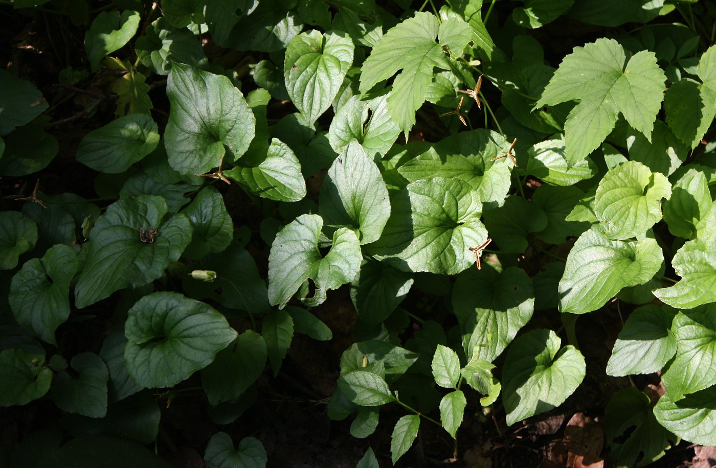 Изображение особи Viola uliginosa.