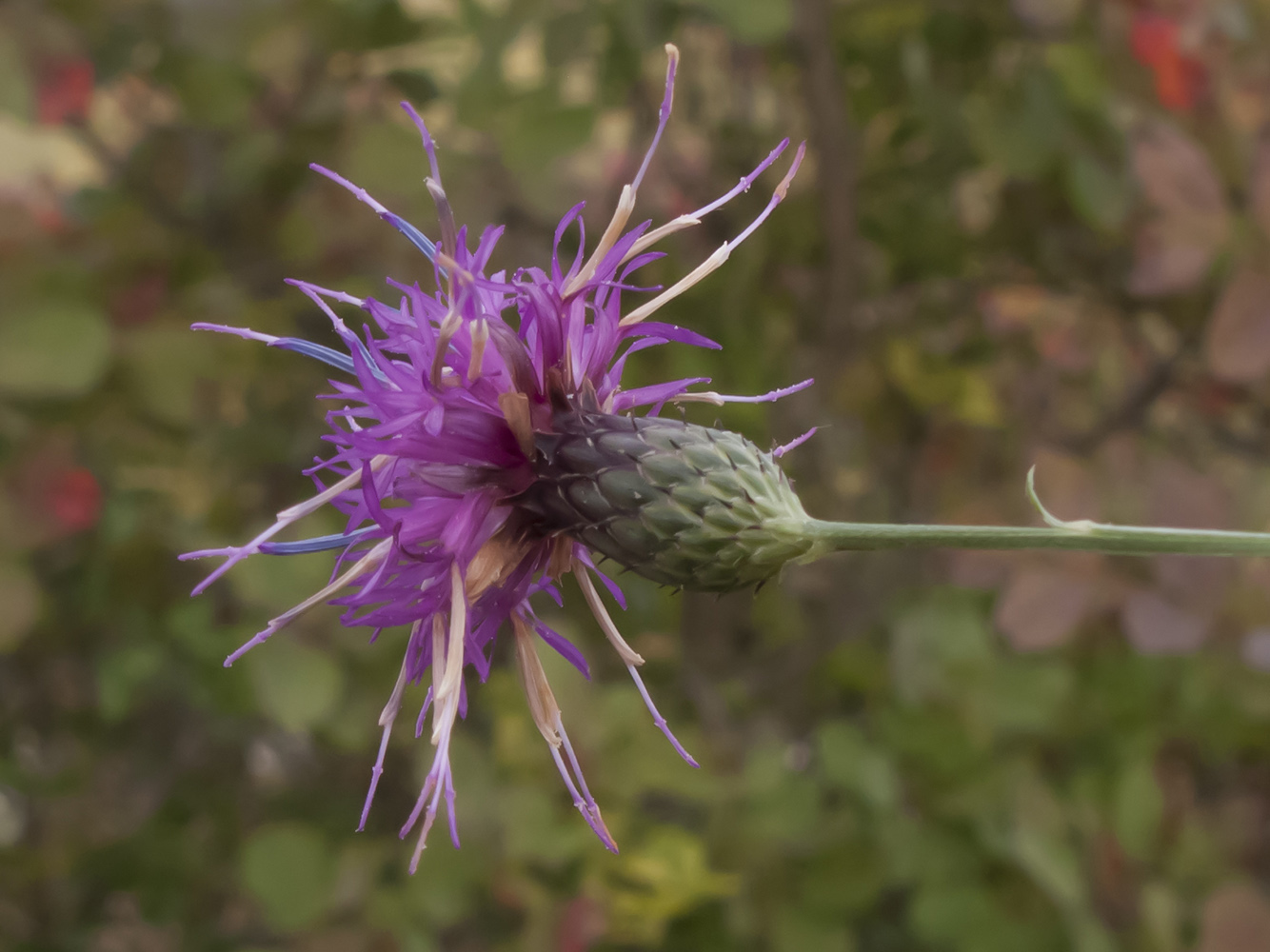 Image of Klasea quinquefolia specimen.