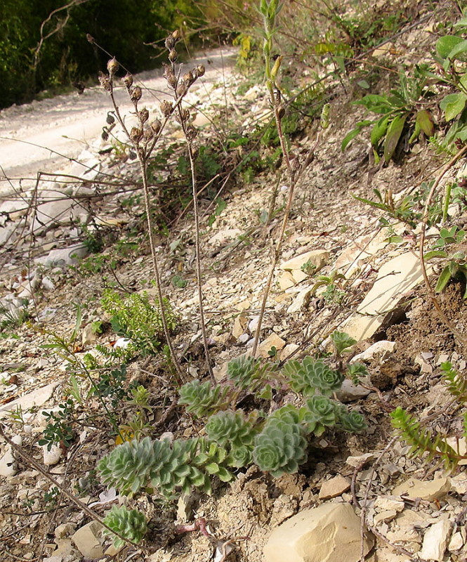 Изображение особи Linum lanuginosum.