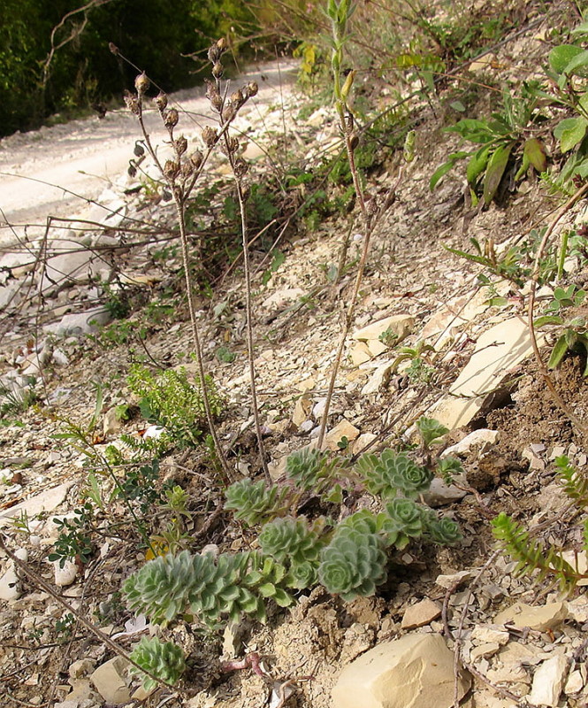 Image of Linum lanuginosum specimen.