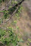 Bryonia melanocarpa. Побег с соцветиями. Южный Казахстан, восточная граница пустыни Кызылкум. 04.05.2013.